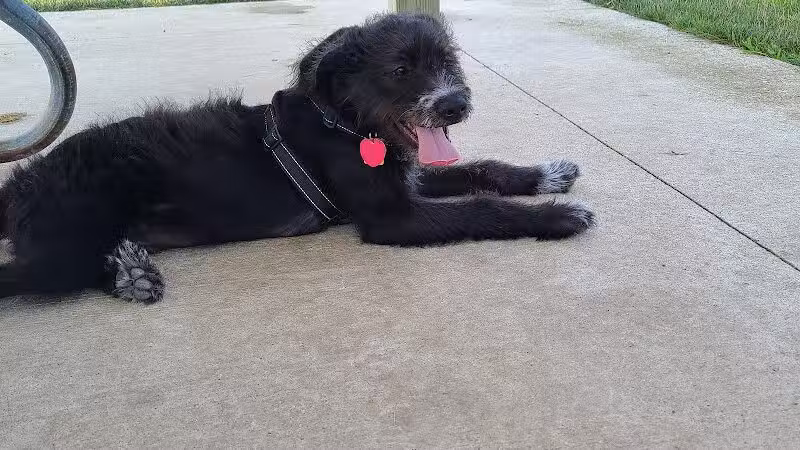 City of Chelsea Dog Park - Chelsea, MI