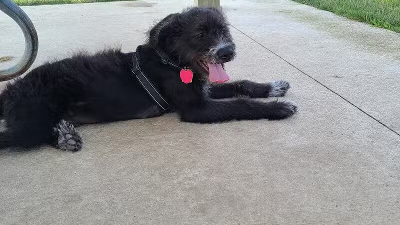 City of Chelsea Dog Park - Chelsea, MI