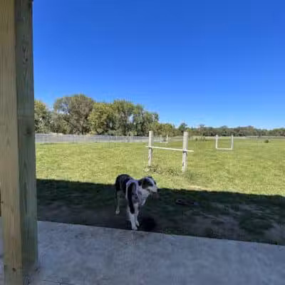 City of Chelsea Dog Park - Chelsea, MI
