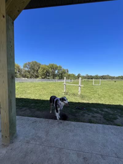 City of Chelsea Dog Park - Chelsea, MI