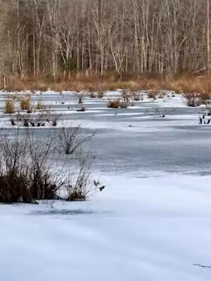 Cheltenham Wetlands Park - Cheltenham, MD