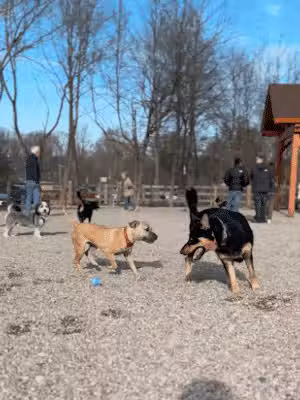 Croft Farm Dog Park - Cherry Hill Township, NJ