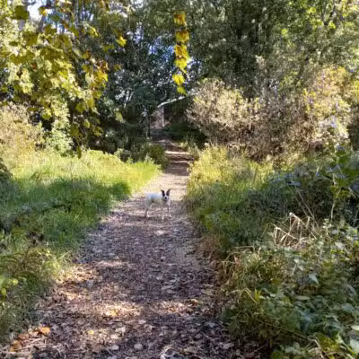 Showboat Park - Chesaning, MI