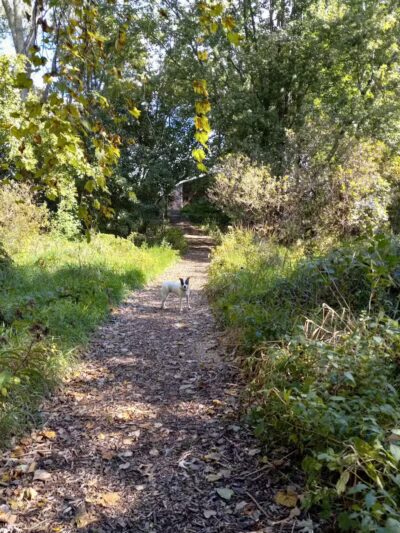 Showboat Park - Chesaning, MI