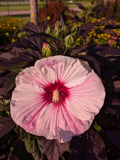 Showboat Park - Chesaning, MI