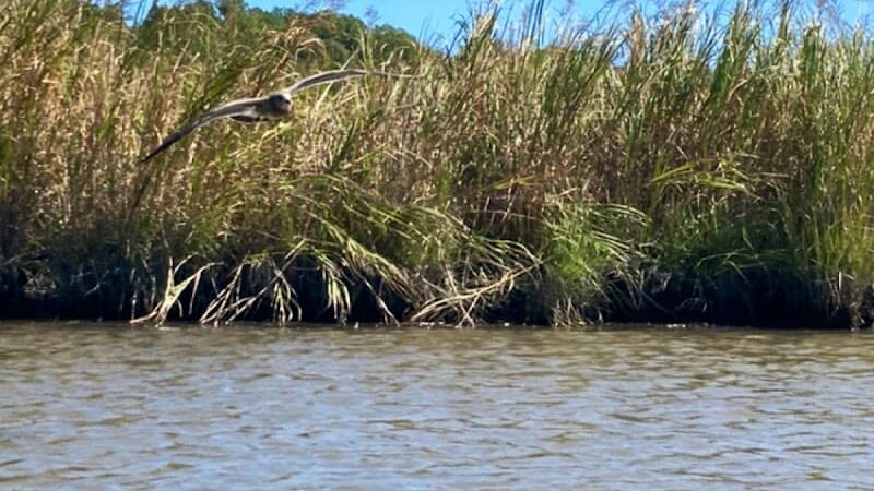 Fishing Creek, Chesapeake Beach Maryland - Chesapeake Beach, MD