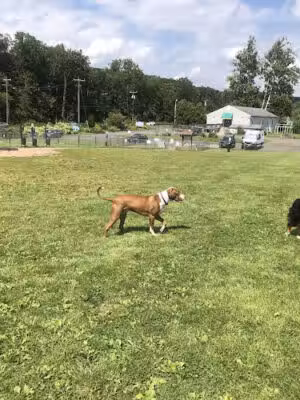 Cheshire Dog Park - Cheshire, CT