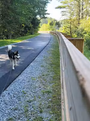 Ashuwillticook Rail Trail - Cheshire, MA