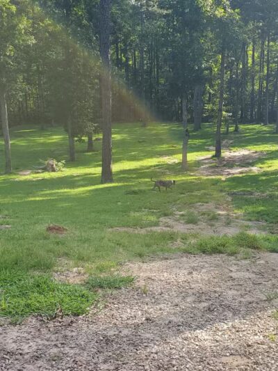 Chester Dog Park - Chester, VA