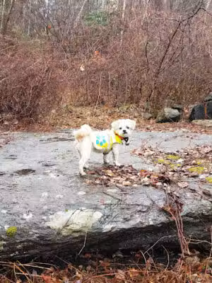 Park Knox Acres Hiking Trails - Chester, MA