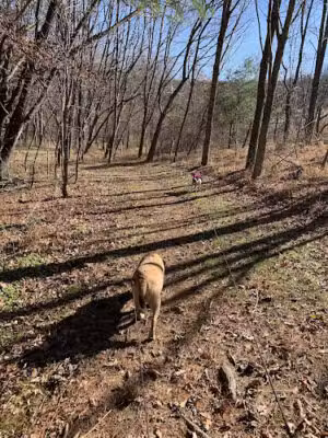 Natural Lands' Binky Lee Preserve - Chester Springs, PA