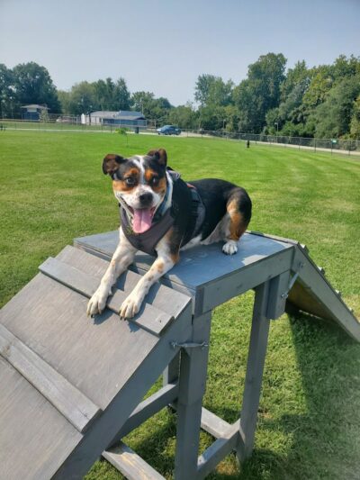 Chesterfield dog park - Chesterfield, IN