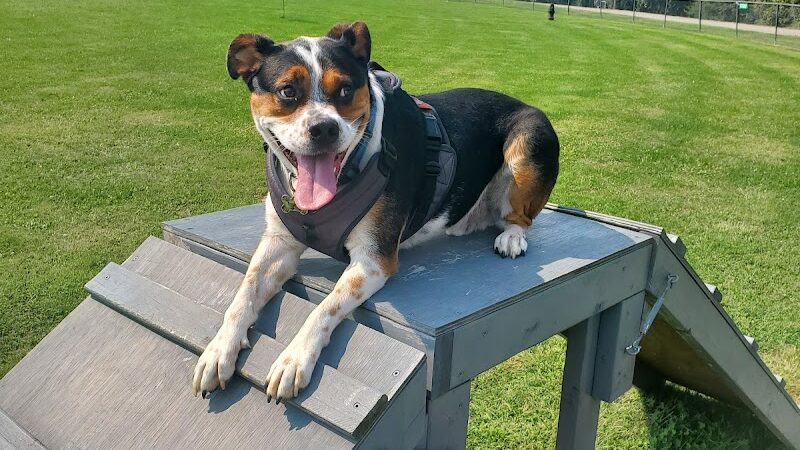 Chesterfield dog park - Chesterfield, IN