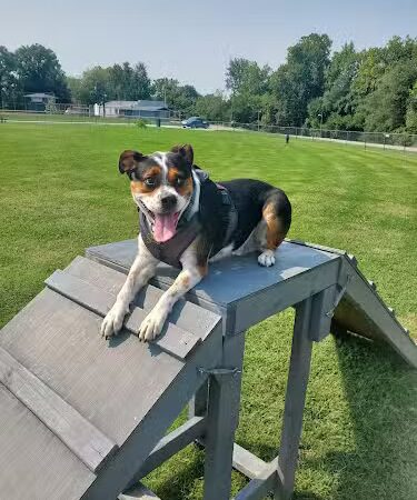 Chesterfield dog park - Chesterfield, IN