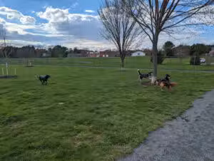 Chestertown Dog Park - Chestertown, MD