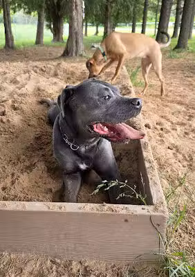 Golden Pines Private Dog Park - Chilton, WI