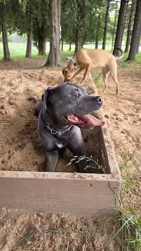 Golden Pines Private Dog Park - Chilton, WI
