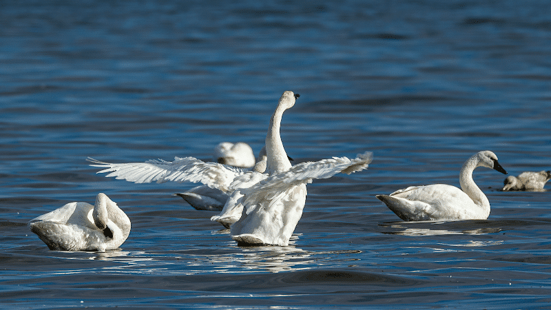 Franklin Manor Community Private Park - Churchton, MD