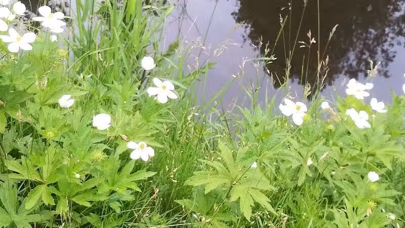 Pettit Park - Clare, MI