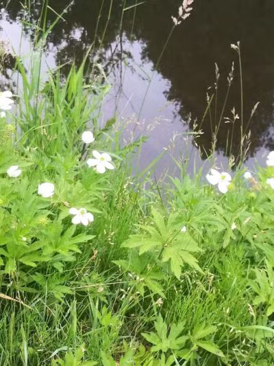 Pettit Park - Clare, MI