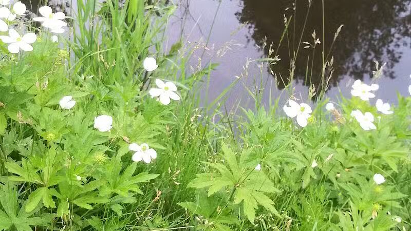 Pettit Park - Clare, MI