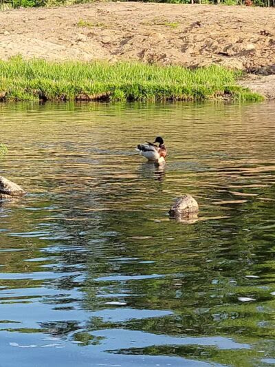The Dam at Lake Shamrock - Clare, MI