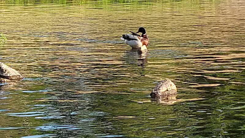 The Dam at Lake Shamrock - Clare, MI