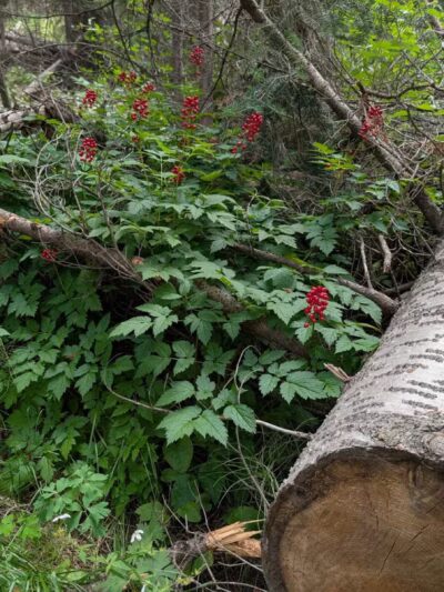 Pearl Lake State Park - Clark, CO