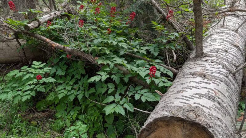 Pearl Lake State Park - Clark, CO