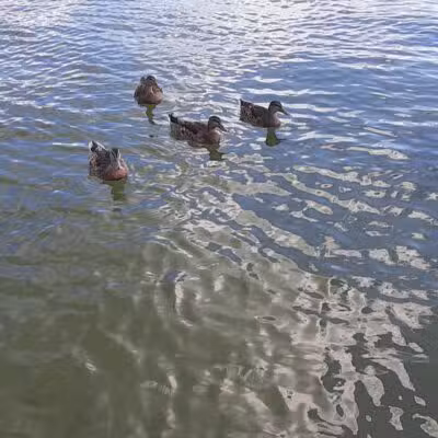 Clark Lake County Park - Clarklake,