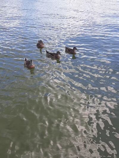 Clark Lake County Park - Clarklake,