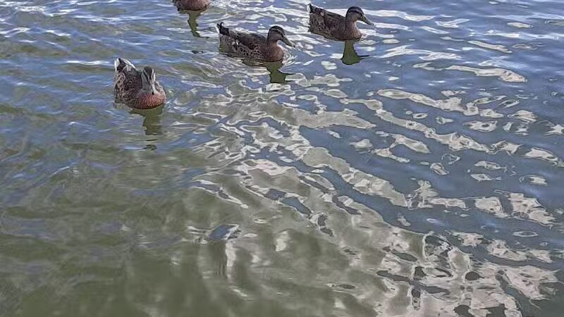 Clark Lake County Park - Clarklake,