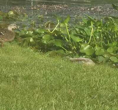 Clark Lake County Park - Clarklake,