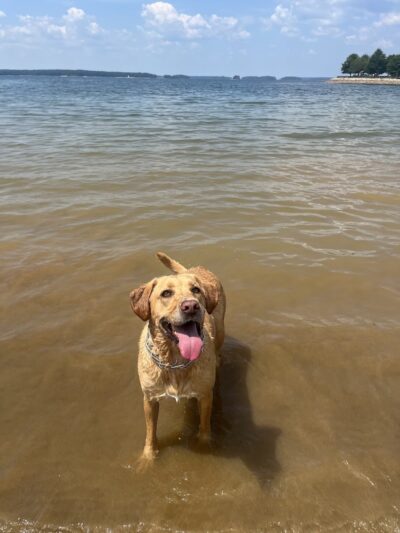 Clarks Hill Park Dog Beach - Clarks Hill, SC