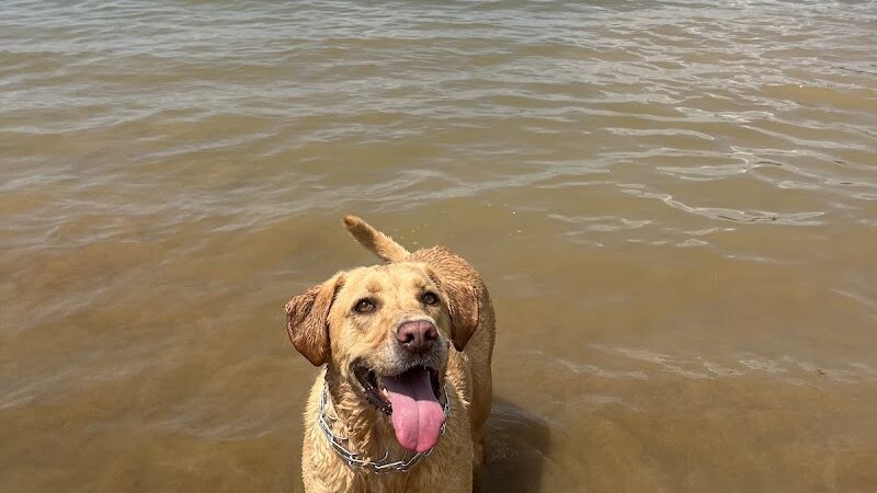 Clarks Hill Park Dog Beach - Clarks Hill, SC