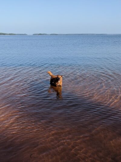 Clarks Hill Park Dog Beach - Clarks Hill, SC
