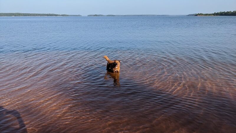 Clarks Hill Park Dog Beach - Clarks Hill, SC