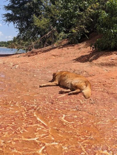 Clarks Hill Park Dog Beach - Clarks Hill, SC