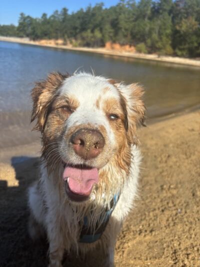 Clarks Hill Park Dog Beach - Clarks Hill, SC