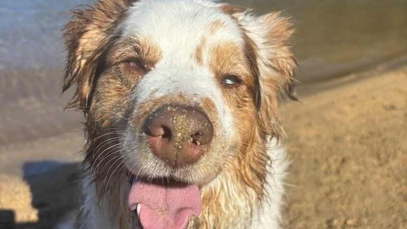 Clarks Hill Park Dog Beach - Clarks Hill, SC