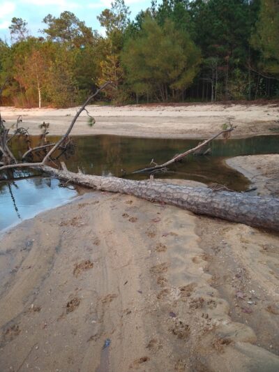 Clarks Hill Park Dog Beach - Clarks Hill, SC