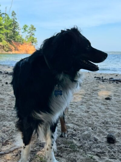 Clarks Hill Park Dog Beach - Clarks Hill, SC