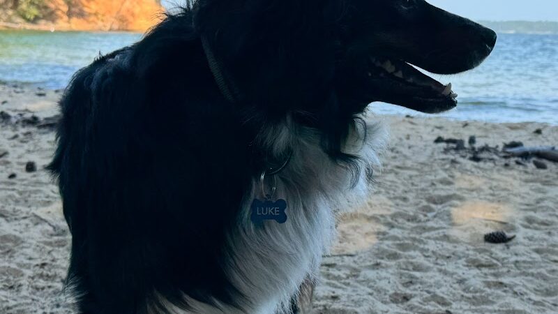 Clarks Hill Park Dog Beach - Clarks Hill, SC