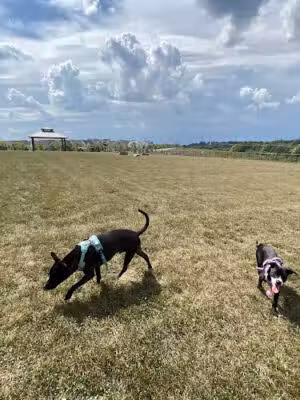 Piedmont Woods Dog Park - Clarksburg, MD