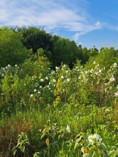 King's Run Bark Park - Clarksville, TN