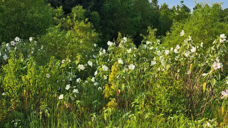 King's Run Bark Park - Clarksville, TN