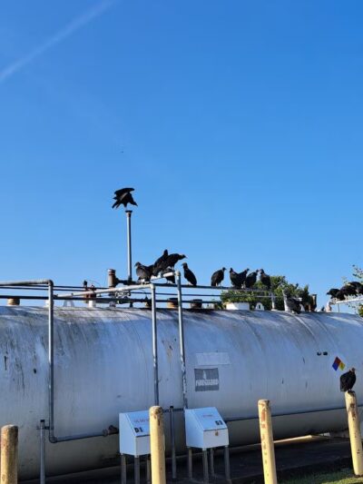 King's Run Bark Park - Clarksville, TN