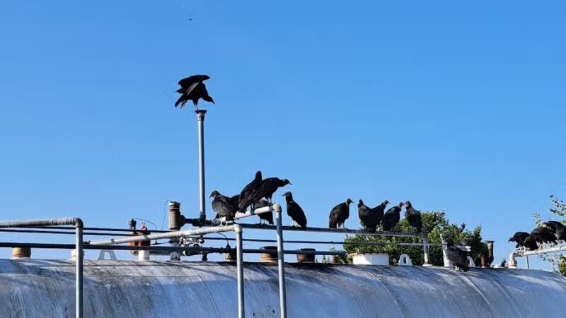 King's Run Bark Park - Clarksville, TN