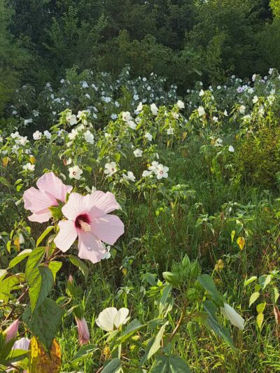 King's Run Bark Park - Clarksville, TN
