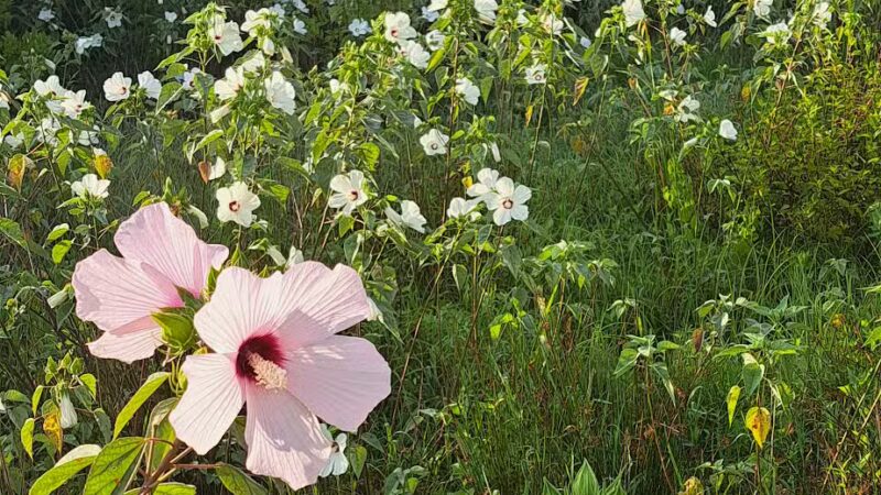 King's Run Bark Park - Clarksville, TN